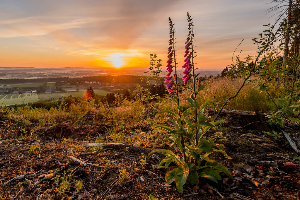 Weihnachtsmarkt | Paderborn