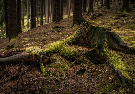 Baumstumpf im Teutoburger Wald, Foto: Tourismus NRW e.V.
