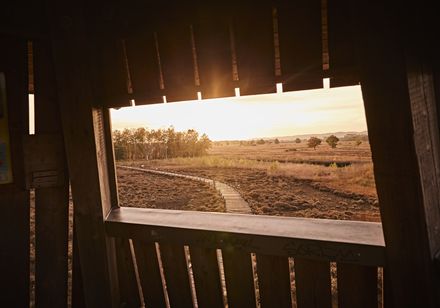 Natur Highlight Großes Torfmoor bei Hille